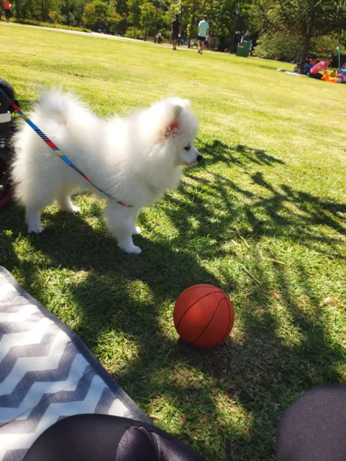 Cachorro ra a Spitz alemao idade 7 a 11 meses nome Snow