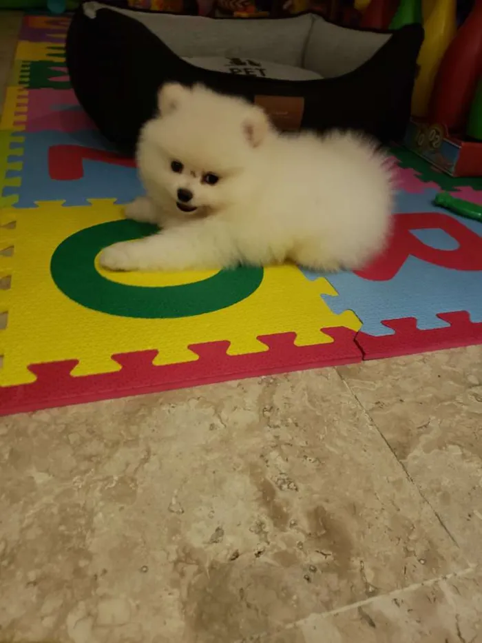Cachorro ra a Spitz alemao idade 7 a 11 meses nome Snow