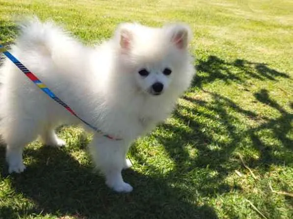 Cachorro ra a Spitz alemao idade 7 a 11 meses nome Snow