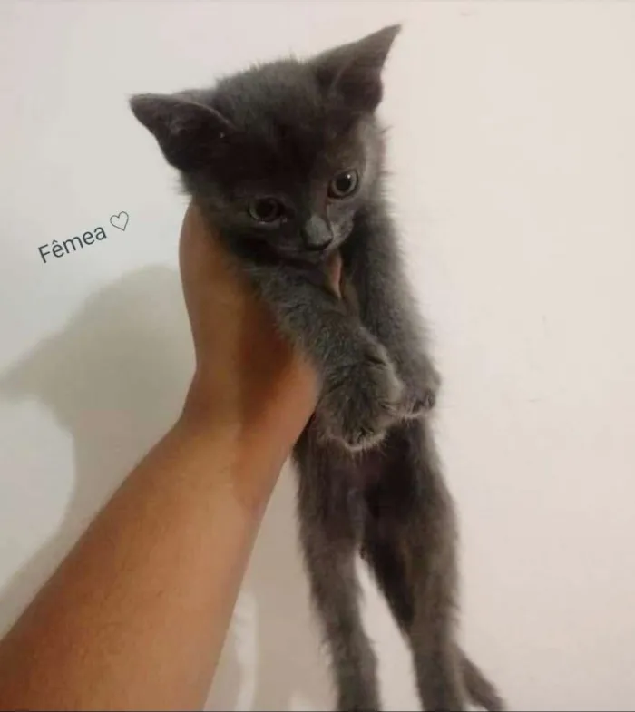 Gato ra a Srd idade 2 a 6 meses nome Sem nome