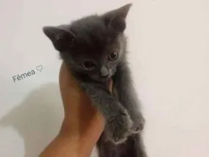 Gato raça Srd idade 2 a 6 meses nome Sem nome