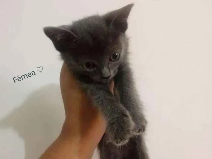 Gato ra a Srd idade 2 a 6 meses nome Sem nome