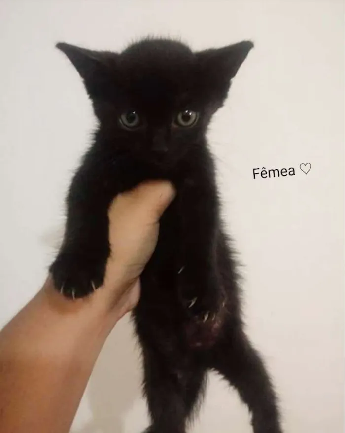 Gato ra a Srd idade 2 a 6 meses nome Sem nome