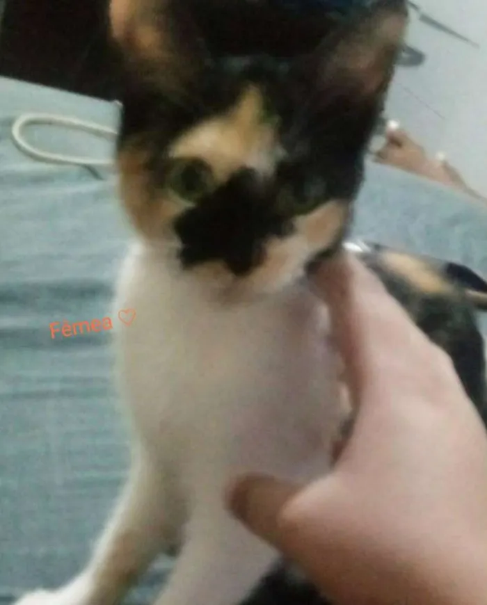 Gato ra a Srd idade 2 a 6 meses nome Sem nome