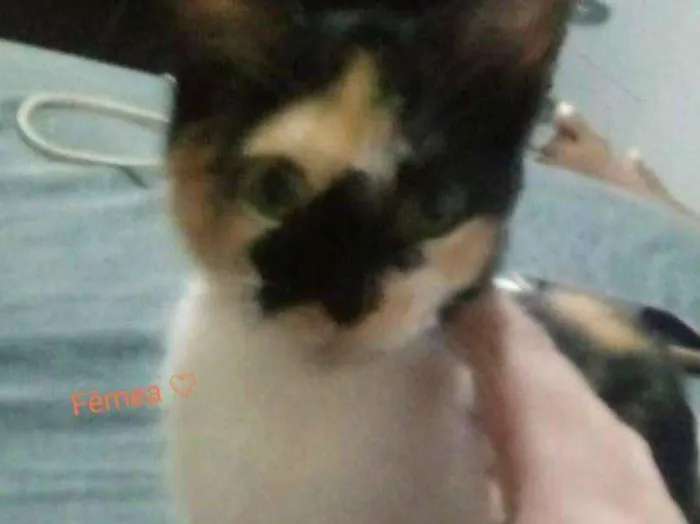 Gato ra a Srd idade 2 a 6 meses nome Sem nome