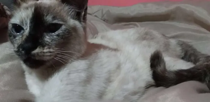 Gato ra a Vira lata idade 2 a 6 meses nome Manchinha 
