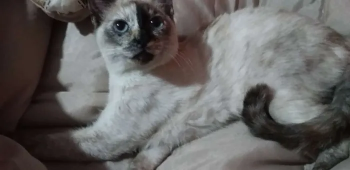 Gato ra a Vira lata idade 2 a 6 meses nome Manchinha 