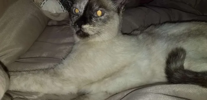 Gato ra a Vira lata idade 2 a 6 meses nome Manchinha 
