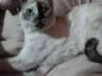 Manchinha 
