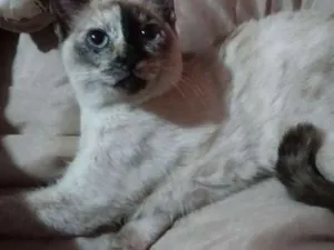 Gato raça Vira lata idade 2 a 6 meses nome Manchinha 