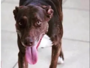 Cachorro raça Srd mix pitbull idade 2 anos nome Cacau