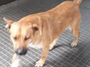Cachorro raça Srd idade 2 anos nome Alemão 
