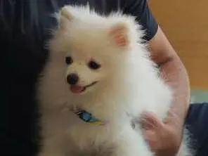 Cachorro ra a Spitz alemao idade 7 a 11 meses nome Snow