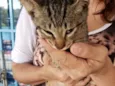 Pepito e Sheha