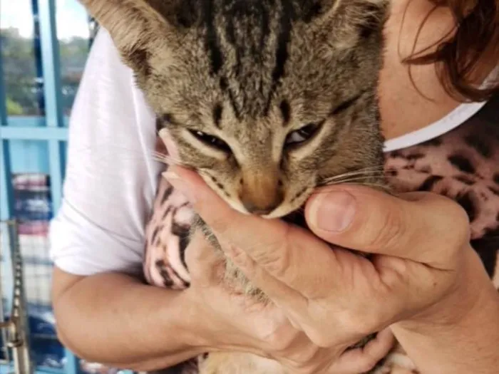 Gato ra a SRD idade 2 a 6 meses nome Pepito e Sheha