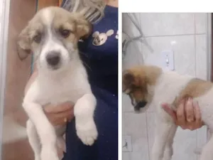 Cachorro raça  idade 2 a 6 meses nome Sem nome 