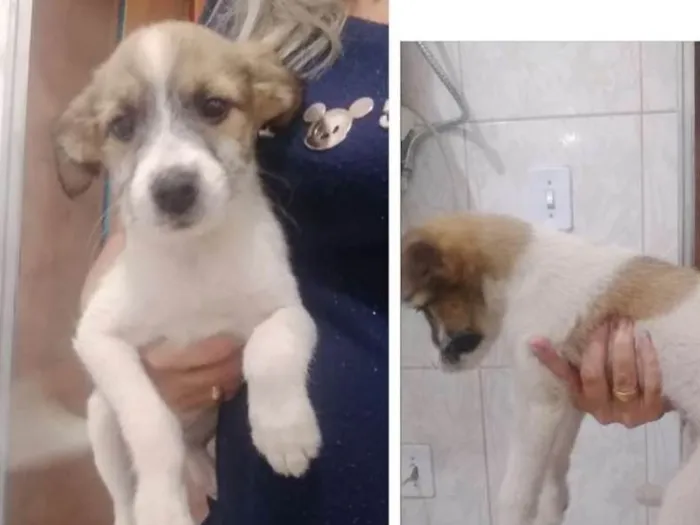 Cachorro ra a  idade 2 a 6 meses nome Sem nome 