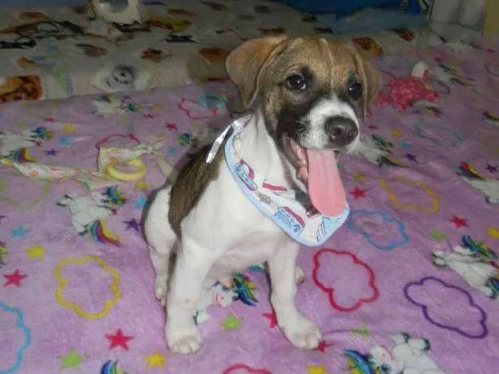 Cachorro ra a Srd idade 2 a 6 meses nome Derek