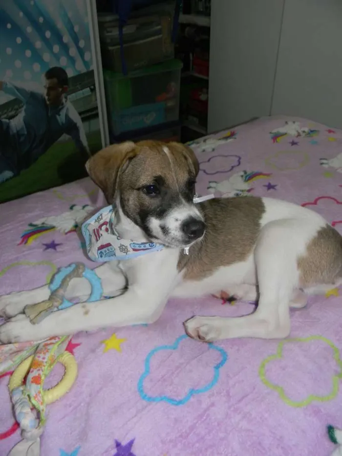 Cachorro ra a Srd idade 2 a 6 meses nome Derek