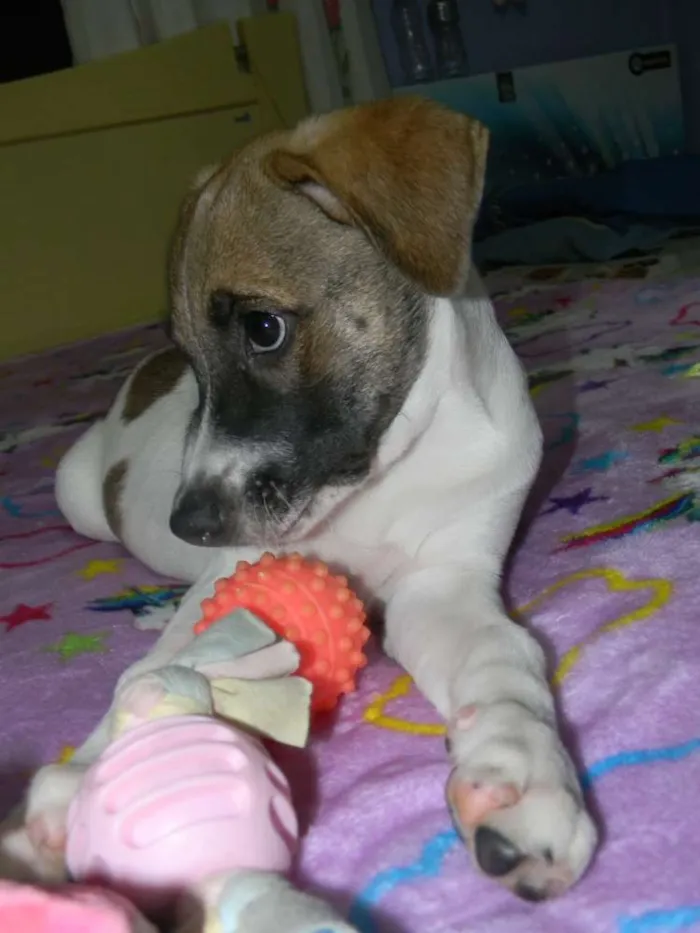 Cachorro ra a Srd idade 2 a 6 meses nome Derek
