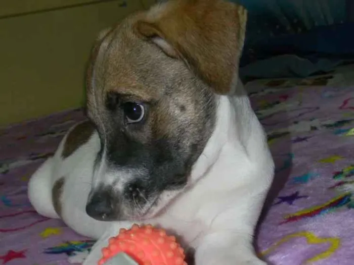 Cachorro ra a Srd idade 2 a 6 meses nome Derek