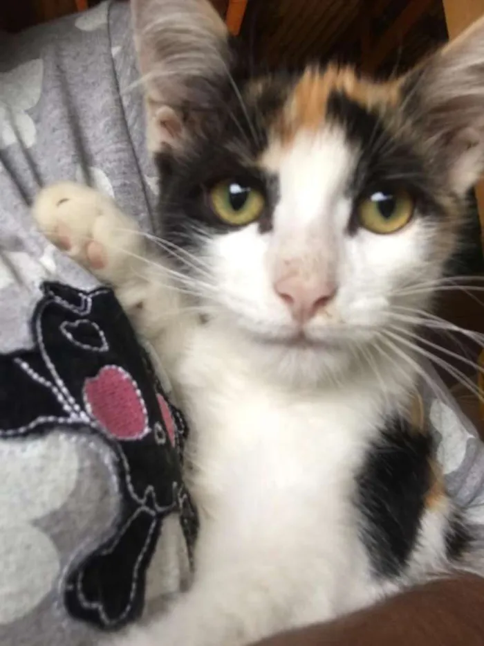 Gato ra a Imdefinida idade 2 a 6 meses nome Maria