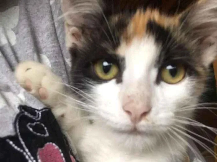 Gato ra a Imdefinida idade 2 a 6 meses nome Maria