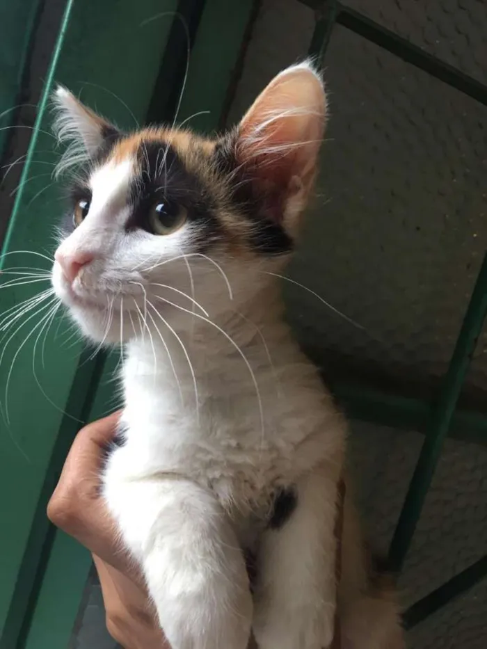 Gato ra a Imdefinida idade 2 a 6 meses nome Maria