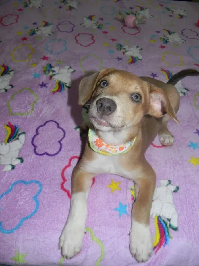 Cachorro ra a Mix de labrador  idade 2 a 6 meses nome Spok