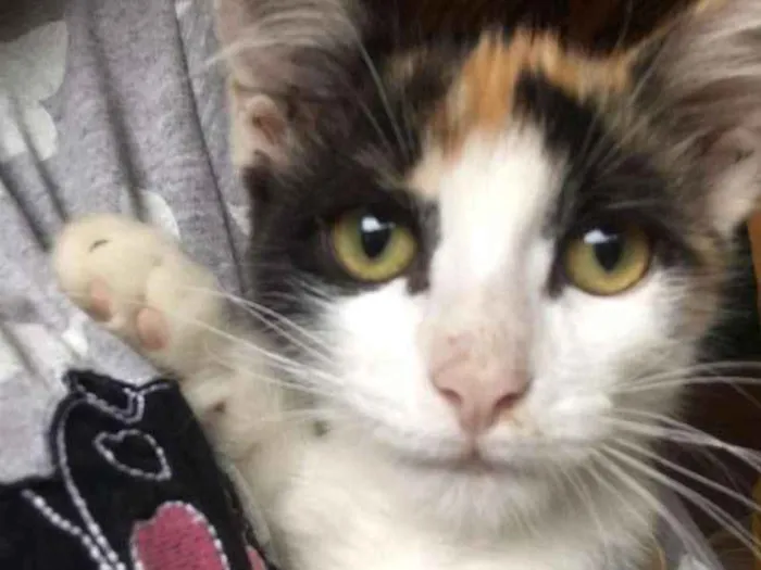 Gato ra a Imdefinida idade 2 a 6 meses nome Maria