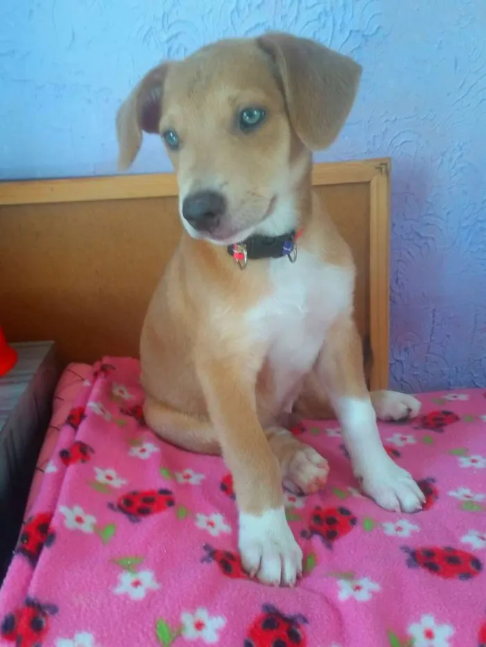 Cachorro ra a Mix de labrador  idade 2 a 6 meses nome Spok