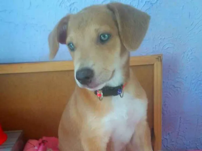 Cachorro ra a Mix de labrador  idade 2 a 6 meses nome Spok