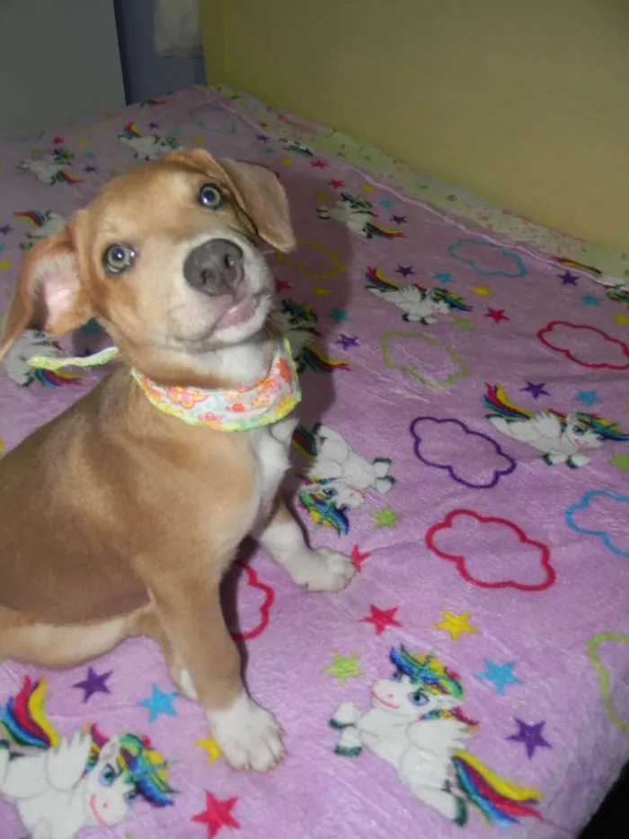 Cachorro ra a Mix de labrador  idade 2 a 6 meses nome Spok