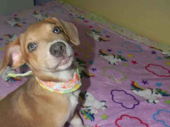 Cachorro ra a Mix de labrador  idade 2 a 6 meses nome Spok
