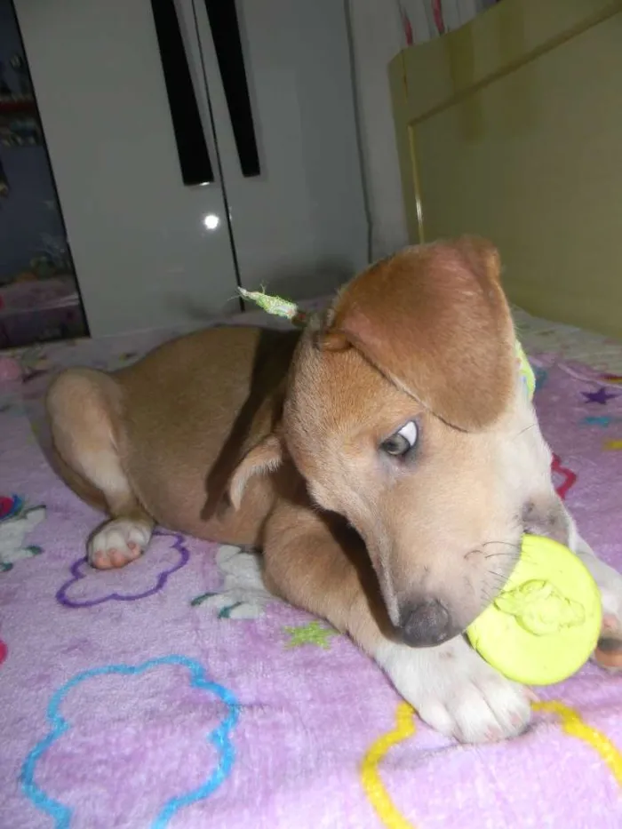 Cachorro ra a Mix de labrador  idade 2 a 6 meses nome Spok