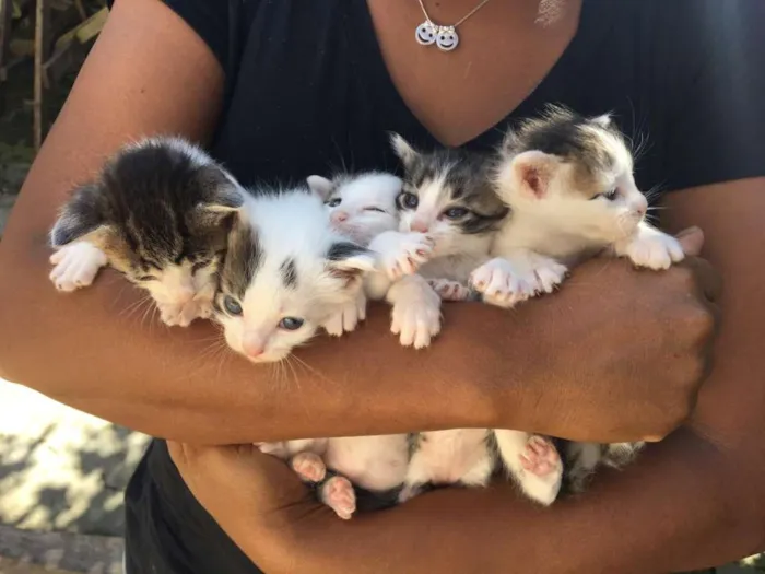 Gato ra a Indefinido idade Abaixo de 2 meses nome Os borrachinhas