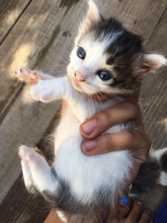 Gato ra a Indefinido idade Abaixo de 2 meses nome Os borrachinhas