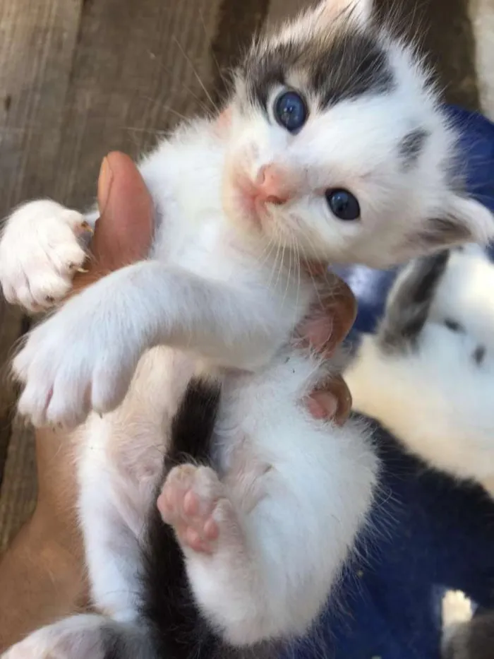 Gato ra a Indefinido idade Abaixo de 2 meses nome Os borrachinhas