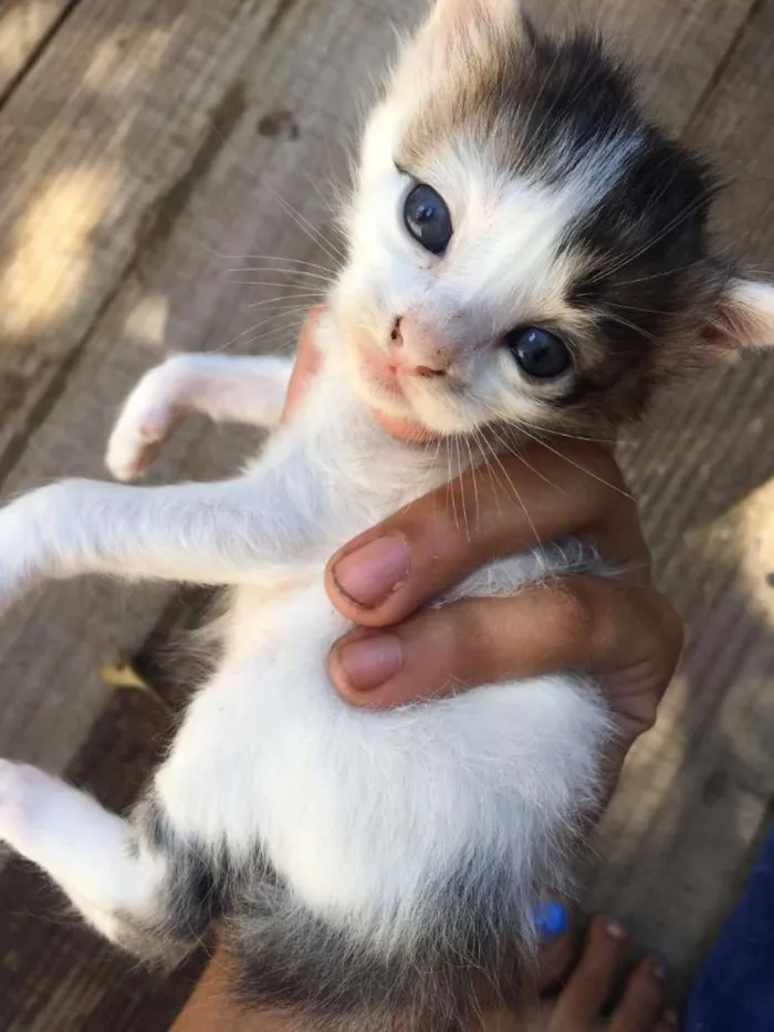 Gato ra a Indefinido idade Abaixo de 2 meses nome Os borrachinhas