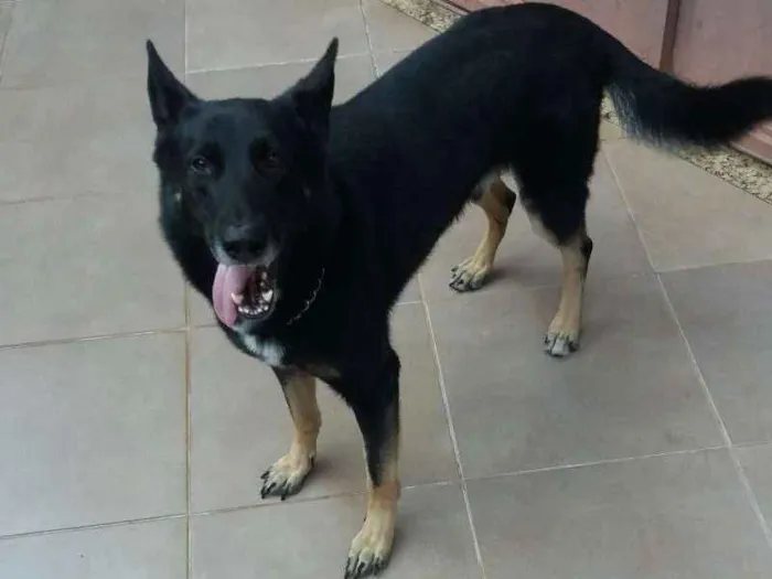 Cachorro ra a Pastor Alemão idade 4 anos nome Simba