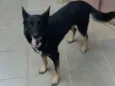 Simba