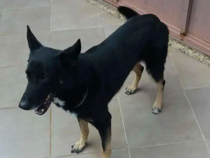 Cachorro ra a Pastor Alemão idade 4 anos nome Simba