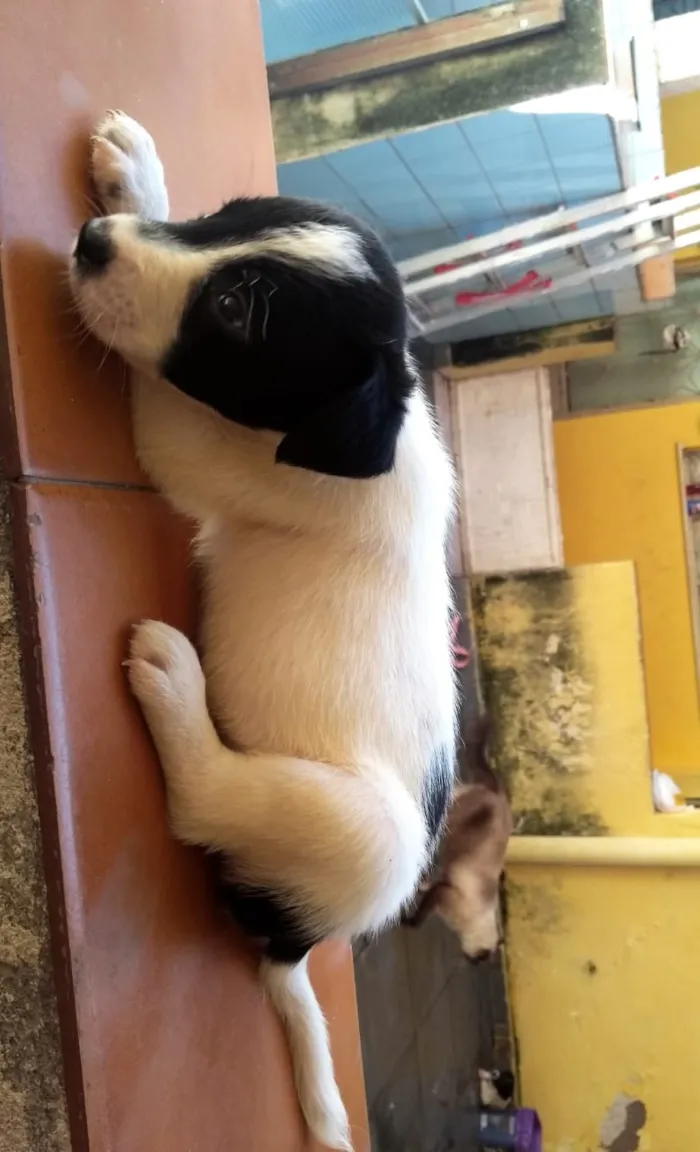 Cachorro ra a Vira lata idade 2 a 6 meses nome Sem nome