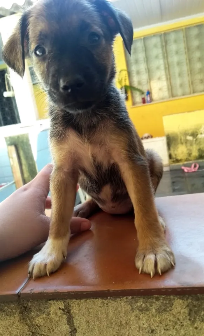Cachorro ra a Vira lata idade 2 a 6 meses nome Sem nome