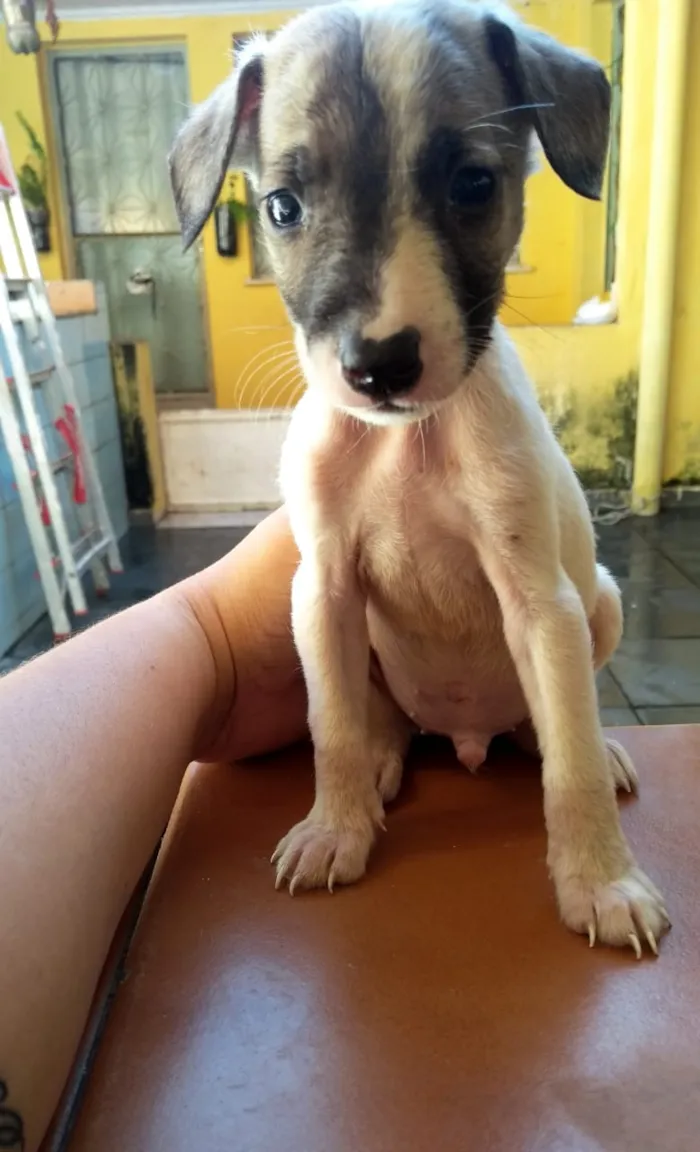 Cachorro ra a Vira lata idade 2 a 6 meses nome Sem nome