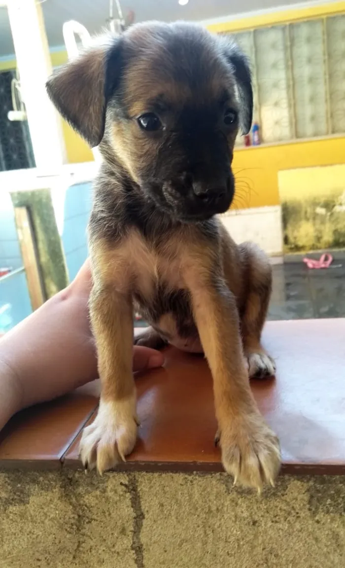 Cachorro ra a Vira lata idade 2 a 6 meses nome Sem nome