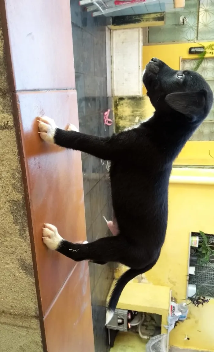 Cachorro ra a Vira lata idade 2 a 6 meses nome Sem nome