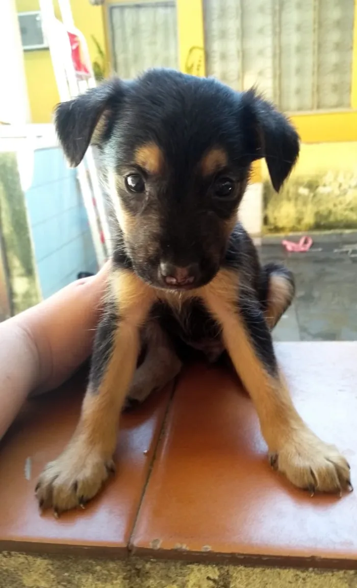 Cachorro ra a Vira lata idade 2 a 6 meses nome Sem nome