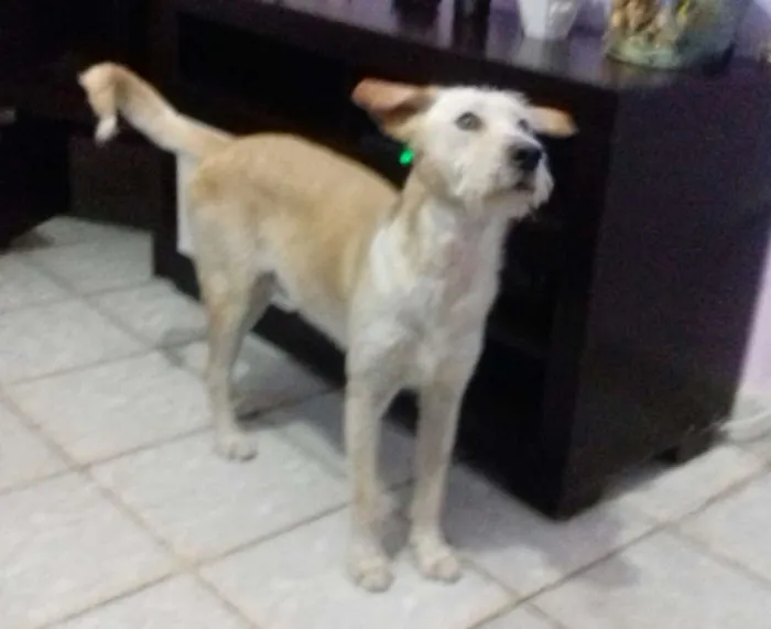 Cachorro ra a SRD idade 7 a 11 meses nome Rick