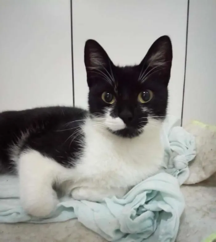 Gato ra a Srd idade 1 ano nome Pata mansa